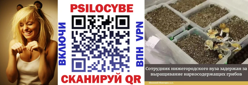 где найти   Моздок  Псилоцибиновые грибы Psilocybe 